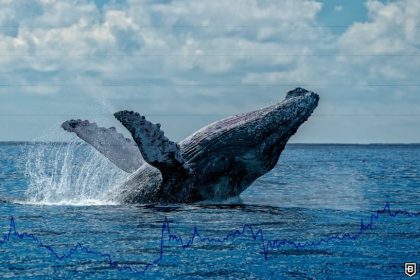 Whales are slowing down... should you worry?